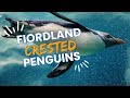 Fjordlin Penguin Behavior and Characteristics