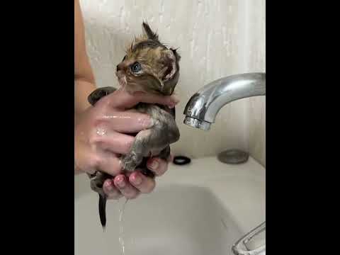 First bath and feed for tiny kitten who lost mom #shorts