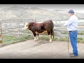 Assessing Bull Traits and Temperament