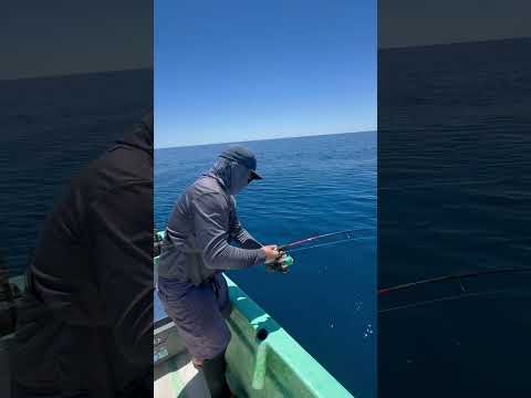Pesca de FONDO 🎣 con CARNADA GIGANTE 😮