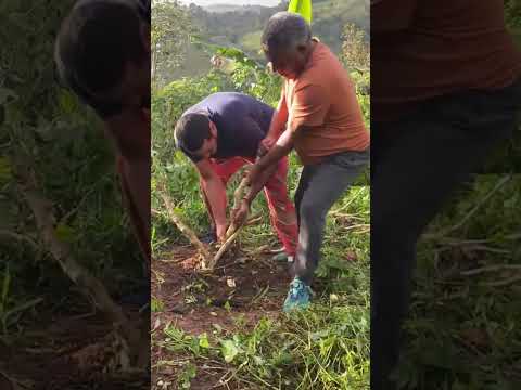 UN DÍA EN EL CAMPO DIS FRUTANDO LA NATURALEZA