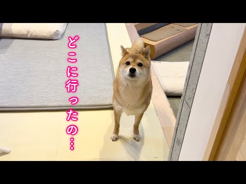 お散歩から戻るとママと弟犬が失踪し心配する柴犬