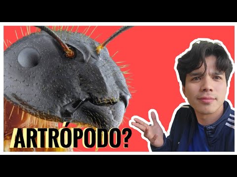 Qué c***gados es un ARTRÓPODO??? 🐛🦋🐝