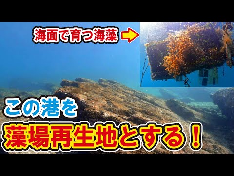 【ウニ駆除】港に海藻の森を造る！【海藻栽培】