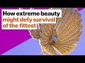 The Great Argus Pheasant: Evolution and Display