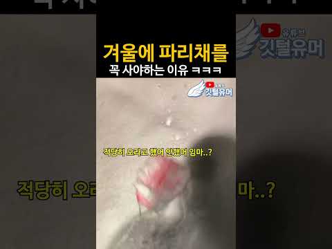 겨울에 파리채가 꼭 필요한 이유 ㅋㅋㅋㅋ