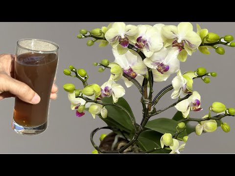 Pour 1 cup every week! The orchid will grow new roots and flowers immediately.