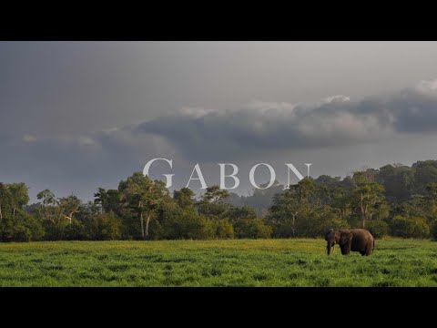 Gabon - Loango & Lope National Park. Gorillas, Mandrills and Forest Elephants