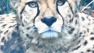 The Cheetah’s Silent Gaze: Nature’s Quiet Power 🐆🌿