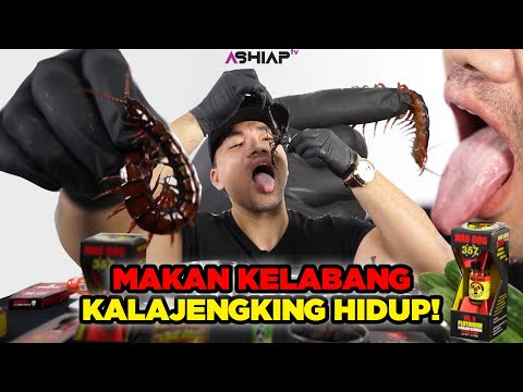 GILA! MUKBANG KELABANG KALAJENGKING