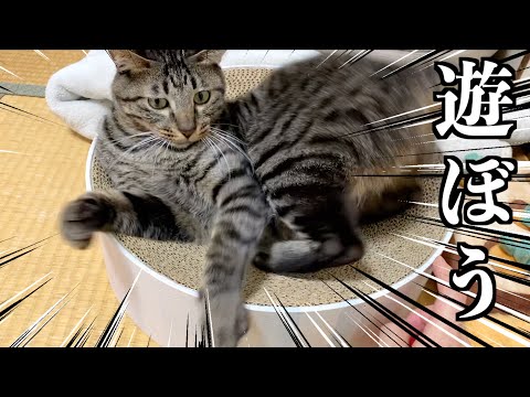 飼い主と一緒に遊びたい狂暴猫...