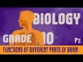 Brain Structure and Function Assessment