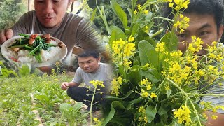 Petik Sayur Bunga Hasil Tanaman di Kebun Getah Untuk Kegunan makanan Di Rumah