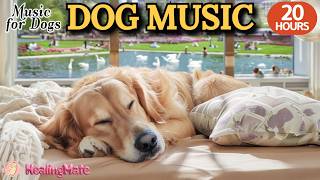 강아지가 좋아하는 음악🐶💖강아지 수면 음악 20시간🐶🎵강아지 스트레스 해소용 안정 음악🎵분리불안을 예방하는 편안한 힐링 음악🎵외출할때 출근할때 꼭 틀어주세요 by 힐링메이트