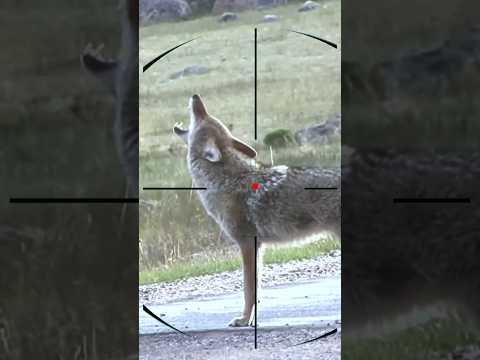 Wolf Hunting | loup | lupo