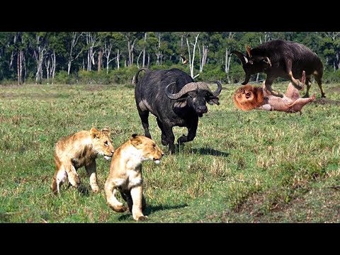 Craziest Animal Fights of All Time 🐃🦅 | Wild Discovery Animals 2024 #38