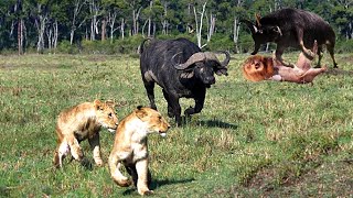Craziest Animal Fights of All Time 🐃🦅 | Wild Discovery Animals 2024 #38