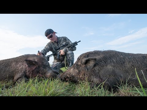 Hunting HUGE Feral Hogs on Farm Land