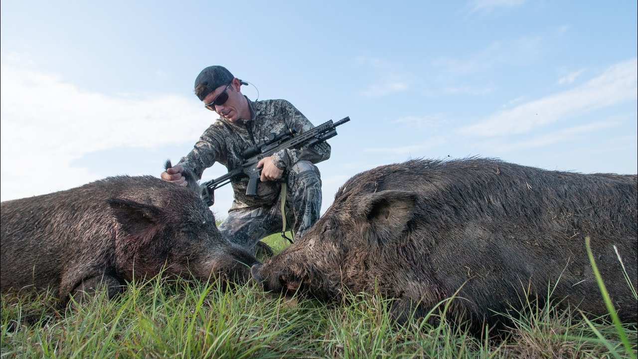 Hunting HUGE Feral Hogs on Farm Land