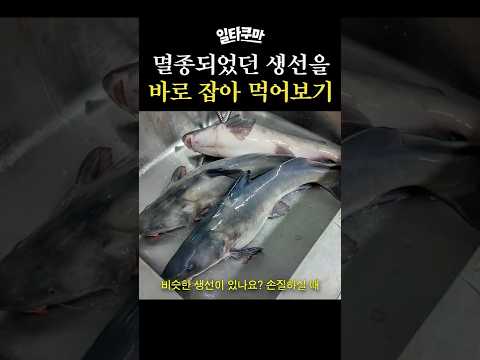 멸종되었던 생선을 바로 잡아 먹어보기