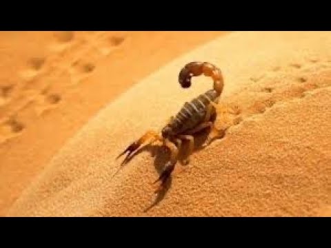 زوجتي عقرب وهي سبب تعبي😭