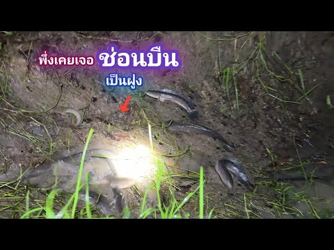 ปลาช่อนใหญ่บืนเป็นฝูง พึ่งเคยเจอเเบบนี้ ฝนเป็นเหตุ ปักเบ็ดโครตหมาน / บ้านนอก EP.913