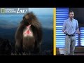A Day in the Life of Gelada Monkeys