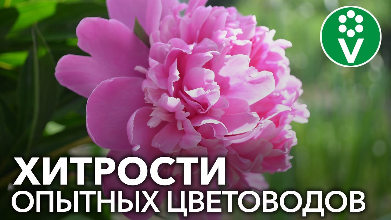 Пионы будут цвести как никогда, если вы пересадите и поделите их так!