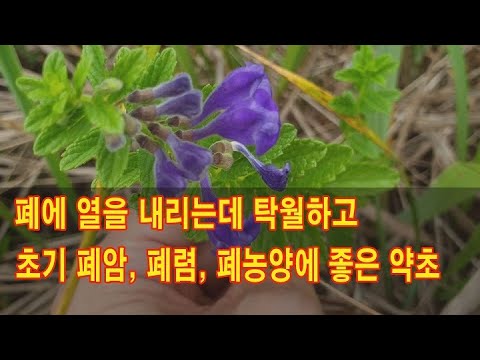 폐에 열을 내리는데 탁월하며 초기 폐암, 폐렴, 폐농양에 좋은 약초