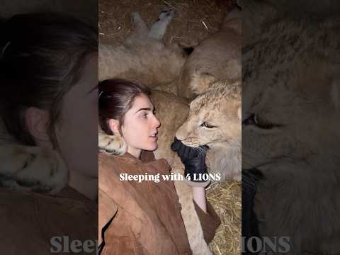 SLEEPING WITH LIONS #viralvideo #youtubeshorts #youtube #viralshorts #shortvideo #shorts #short