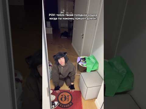 Твоя кошка когда ты пришел домой #shorts