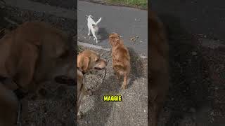 Hunde brauchen klare Strukturen