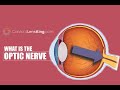 Understanding the Optic Nerve