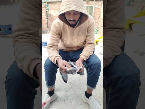 Gola kabotar lekar aa gaya hu #piegeon #bird #pigeon #shorts #ytshorts