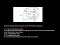 Monophyletic, Paraphyletic, and Polyphyletic Groups