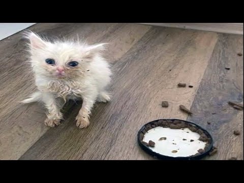 FUNNY CATS MEMES COMPILATION V44