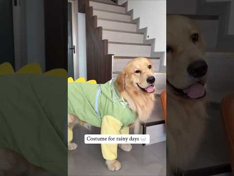 For Rainy Days🐶 #dogproducts #petproducts #dogowners #catowners #petowners