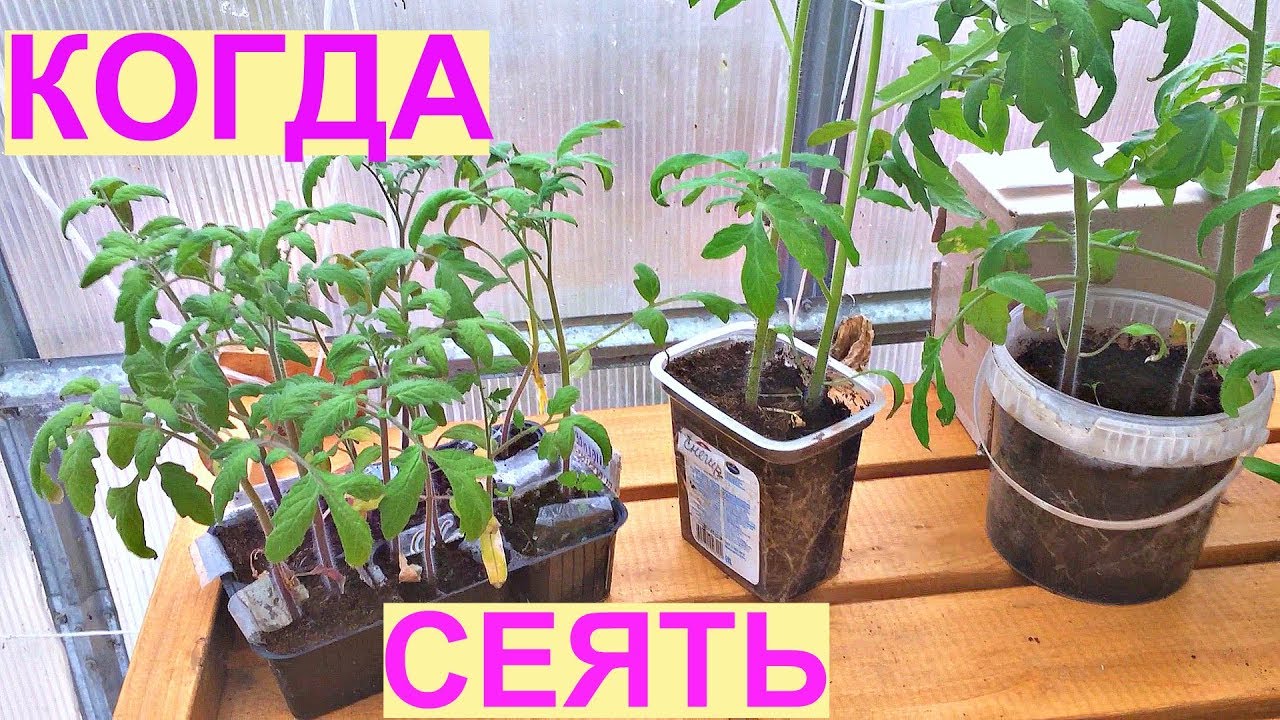 Супер ранний урожай томатов. Когда сеять на рассаду?