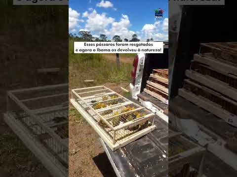 Pássaros resgatados voltam à natureza!