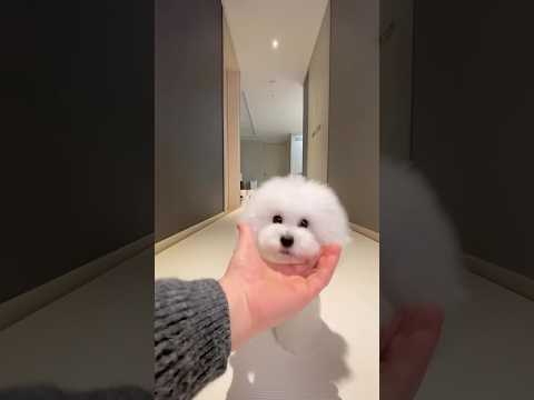 아이돌 칼군무 뺨치는 아라의 Woah시절 #2020 #woah #미소아라티티