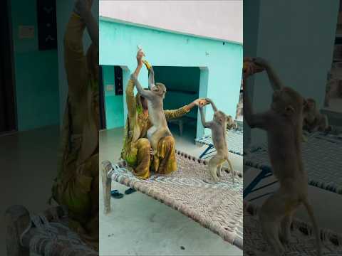 How funny chandu babu taking banana #monkeyclip #funnyclip #monkeychallenge #cute
