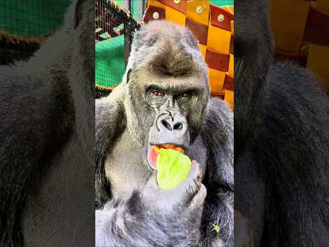 고릴라는 왜 계속 먹을까