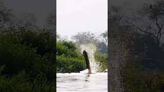 Jaguaresa Patrícia 🐆👑🇧🇷🤝🏻😎👍🏻🔥🔥🔥