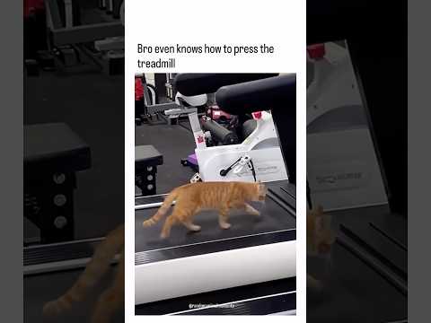 Cat Working Out at the Gym