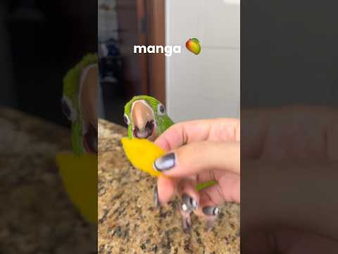 minha maritaca provando coisas pela PRIMEIRA VEZ! 🥭🥕🍊