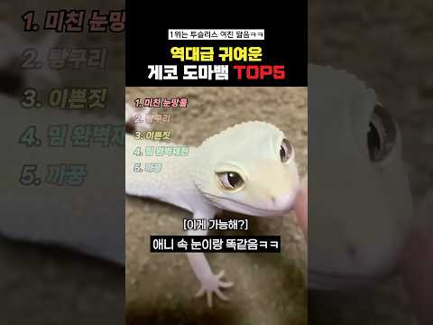 역대급 귀여운 도마뱀Top5#랭킹쇼츠