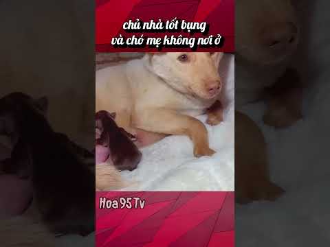 chủ nhà tốt bụng và chó mẹ không nơi ở