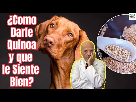 🆘 ¿COMO PREPARAR LA QUINOA PARA PERROS SIN QUE LE SIENTE MAL?🆘