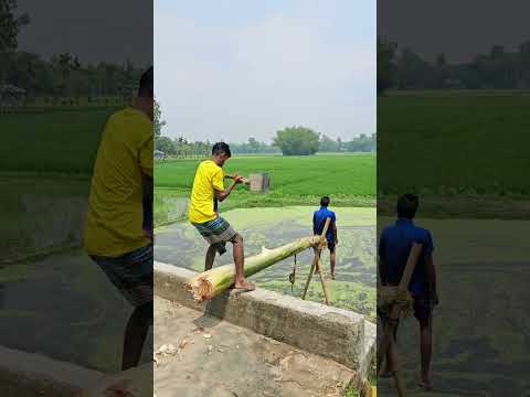 Planting banana trees on the bridge