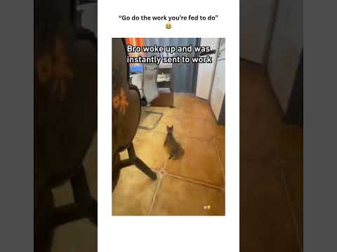 Kitty does the job #shorts #cats #pets